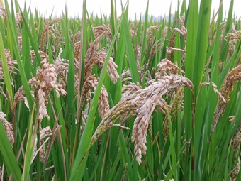 另辟蹊径开发“水稻癌症”新型杀菌剂